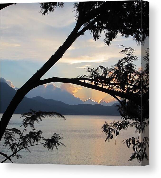 Tree Canvas Print featuring the photograph View through the branches by Josias Tomas