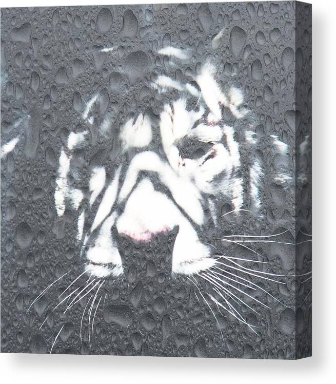 Tiger Canvas Print featuring the photograph Tiger Rain by Amanda Eberly