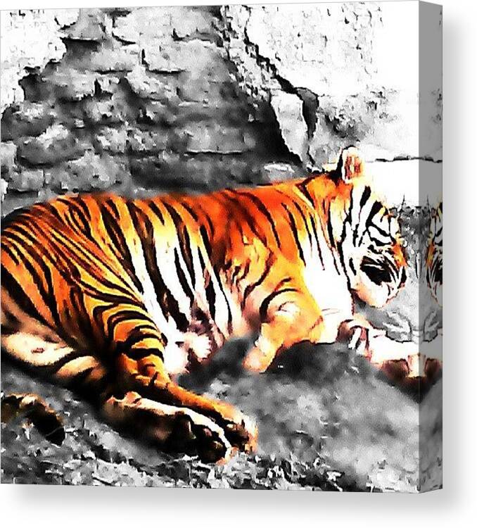 Blackandwhite Canvas Print featuring the photograph #tiger, #sleepingtiger, #bigcat, #cat by Melissa Hardecker
