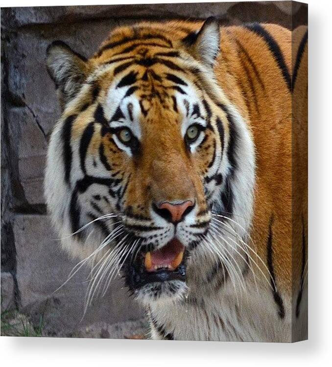  Canvas Print featuring the photograph Tiger Tiger Burning Bright by Jinxi The House Cat