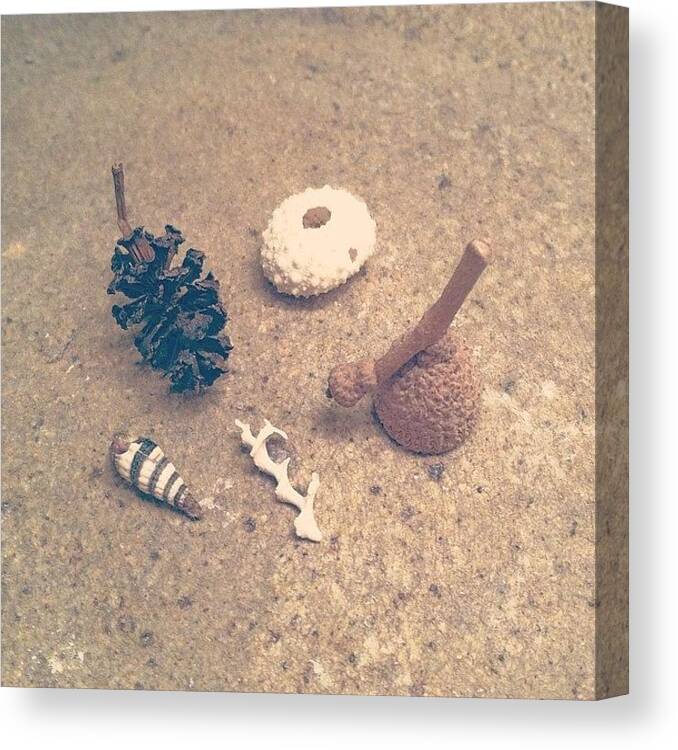 Shells Canvas Print featuring the photograph Tiny Treasures by Elisa Yinh