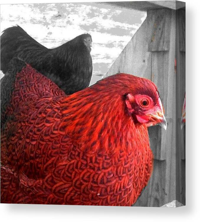 Redhen Canvas Print featuring the photograph Today I Met The Little Red Hen by Sarah Watson