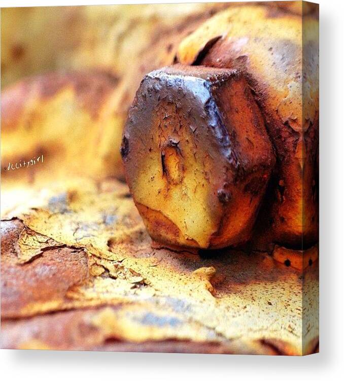  Canvas Print featuring the photograph Today Was Warm So I Went On A Rust Hunt! by Dccitygirl WDC