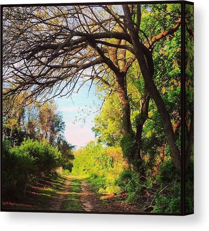 Morningwalk Canvas Print featuring the photograph Today's Tranquility: A Hidden Path by Bree Shirvell
