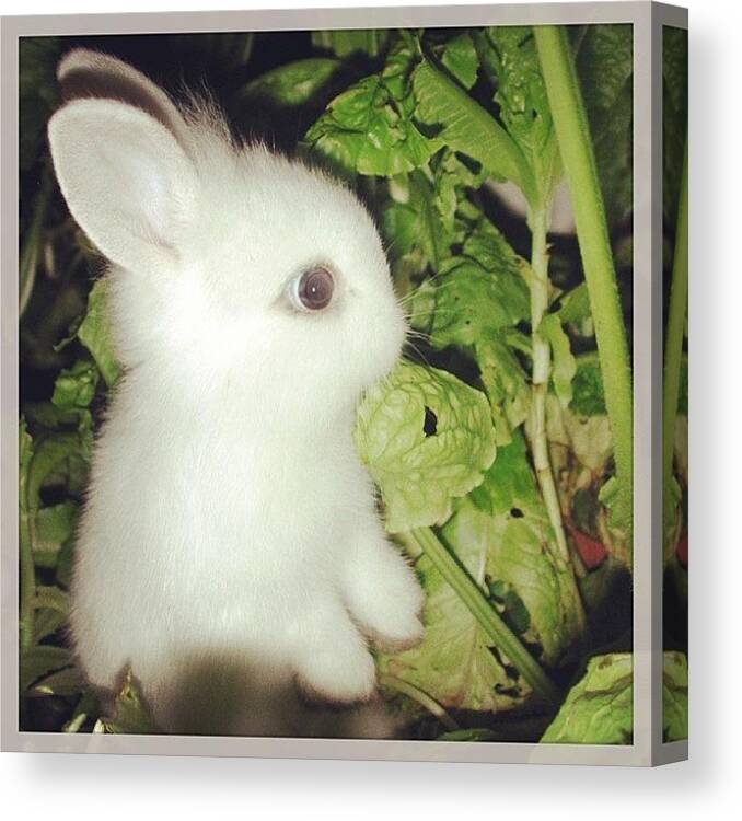 Cute Canvas Print featuring the photograph #toocute #baby #bunny In The #garden by Katie Ball