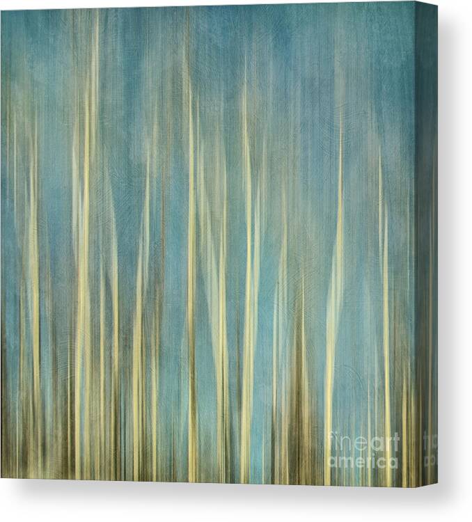 Trees Canvas Print featuring the photograph Touching The Sky by Priska Wettstein