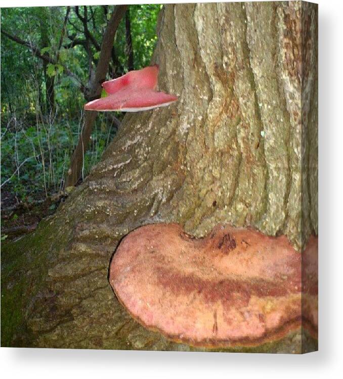 Instanature_canada Canvas Print featuring the photograph Tree Fungi.... #landscapestyles_gf by Mr. B