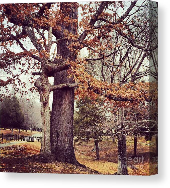 Tree Canvas Print featuring the photograph Tree Hugging by Kerri Farley