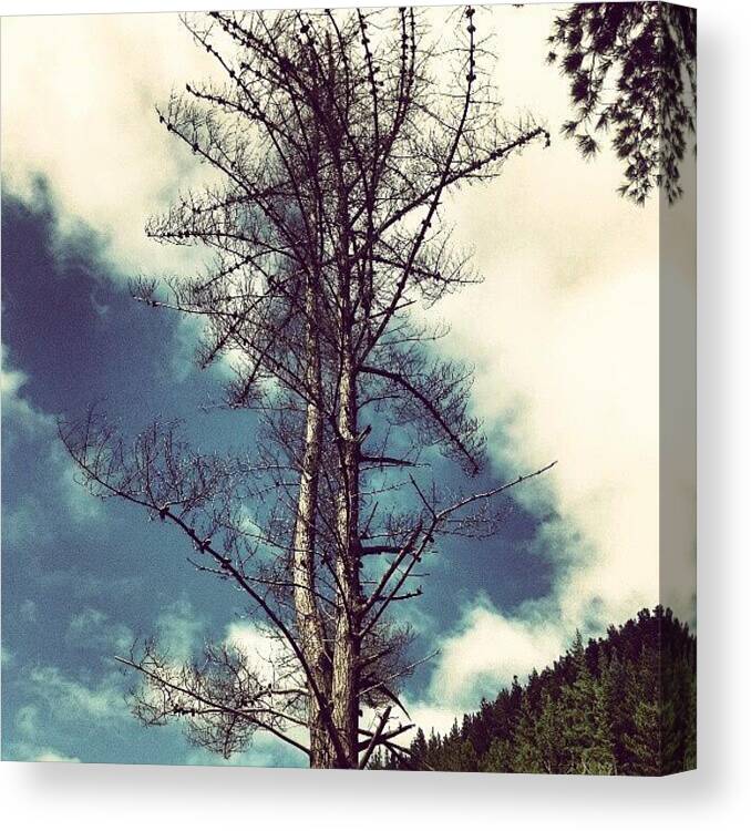 Ceciliaforest Canvas Print featuring the photograph Cecilia Forest Tree by Carine Martch