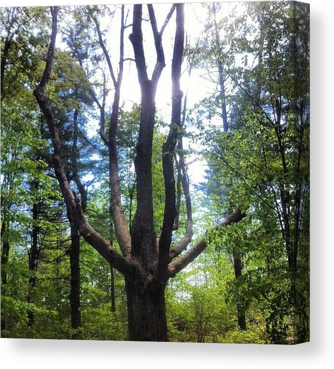 Discgolf Canvas Print featuring the photograph Tree Love #nature #discgolf by B Saw