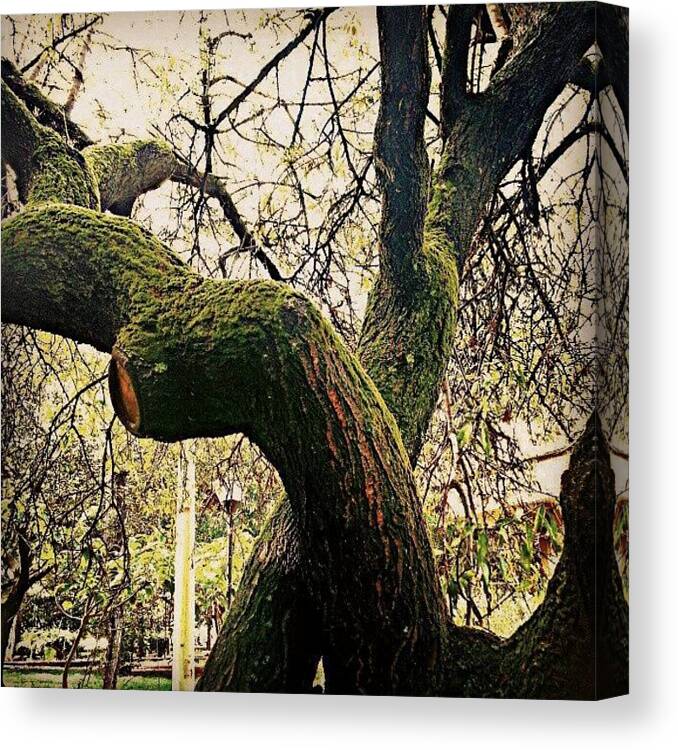 Natura Canvas Print featuring the photograph #tree #natura #nature #autunno #autumn by Maurizio Pilato