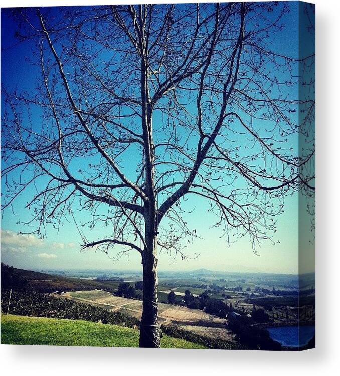 Blue Canvas Print featuring the photograph #tree #nature #skies #landscape by Carine Martch