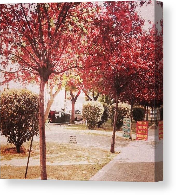 Beautiful Canvas Print featuring the photograph #tree #red #flowers #nature #city by Venia Papageorgiou