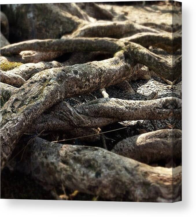 Glendalough Canvas Print featuring the photograph Tree Roots by Sean Cahill