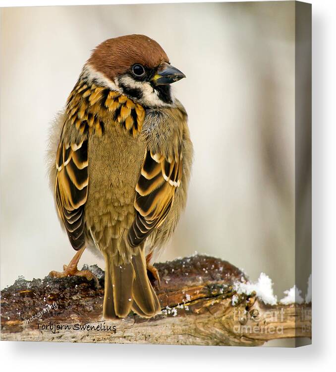 Tree Sparrow's Plumage Canvas Print featuring the photograph Tree Sparrow's Plumage by Torbjorn Swenelius