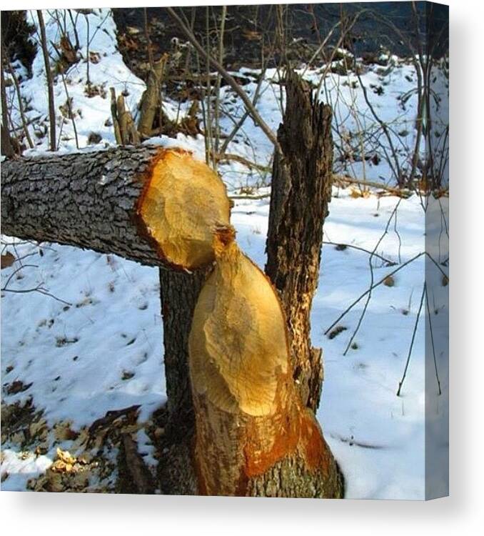 Beaver Canvas Print featuring the photograph #tree,#beaver,#beaver by Nate Hart