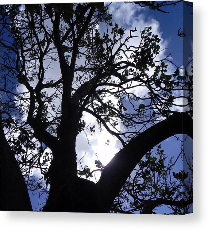 Treeporn Canvas Print featuring the photograph #trees #mothernature #nature #nofilter by Kristie Brown