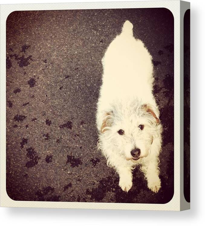 Dog Canvas Print featuring the photograph Trix by Liz White