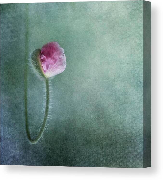 Texture Canvas Print featuring the photograph Trust by Priska Wettstein