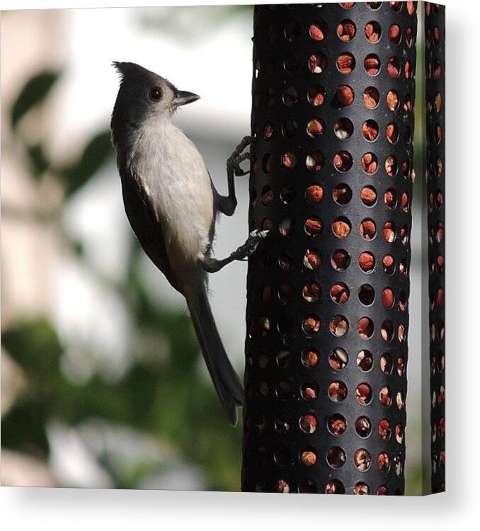 Titmouse Canvas Print featuring the photograph #tuftedtitmouse Eating Peanuts by Robb Needham