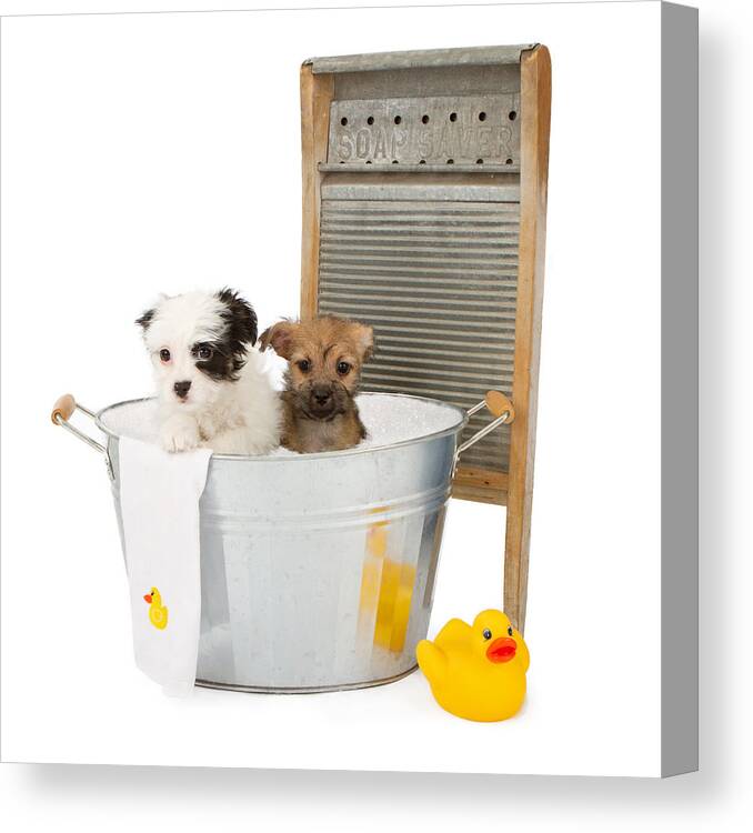 Animal Canvas Print featuring the photograph Two puppies taking a bath by Good Focused