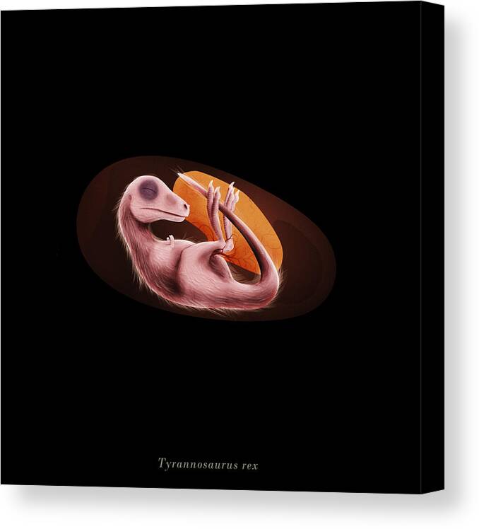 T. Rex Canvas Print featuring the digital art Tyrannosaurus rex embryo by Christian Masnaghetti