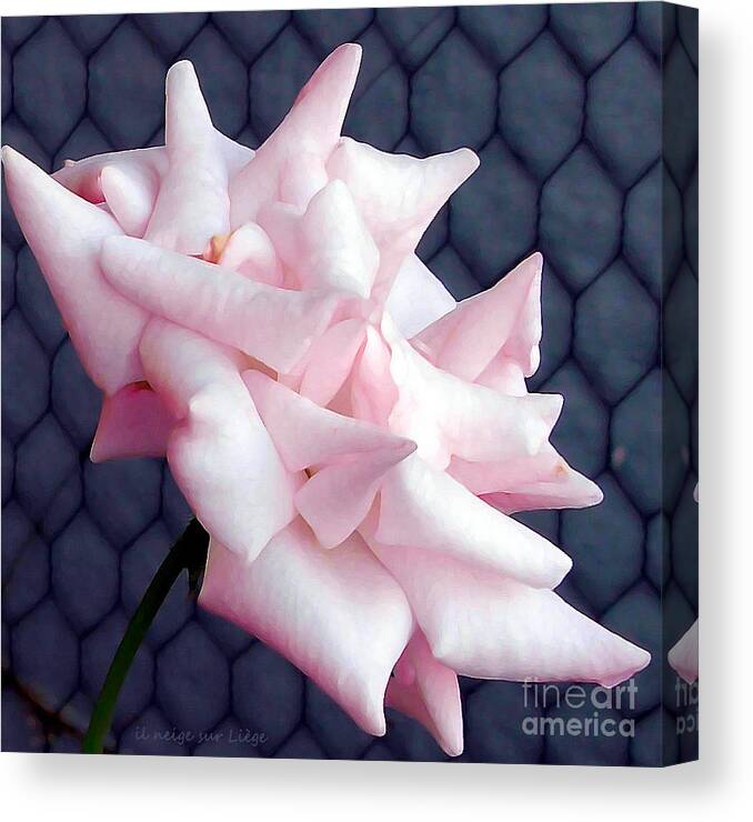 Rose Canvas Print featuring the photograph Una rosa d'autunno by Mariana Costa Weldon