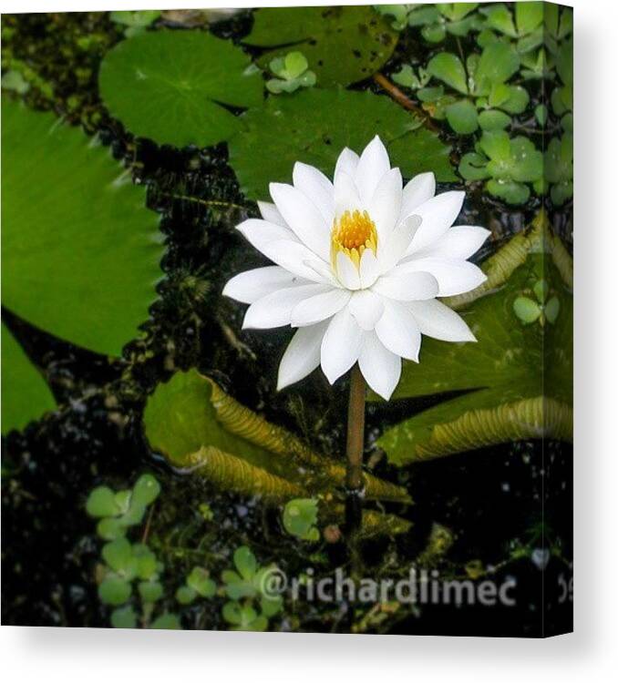 Flower Canvas Print featuring the photograph Unadulterated. #2005 #may #singapore by Richard Lim
