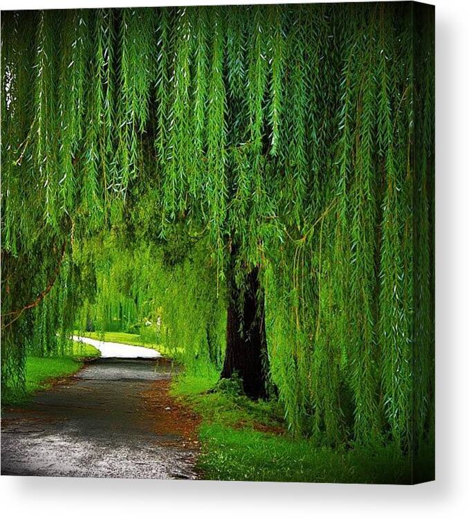 Summer Canvas Print featuring the photograph Under The Weeping Willow Tree. #nature by Brian Stoneman