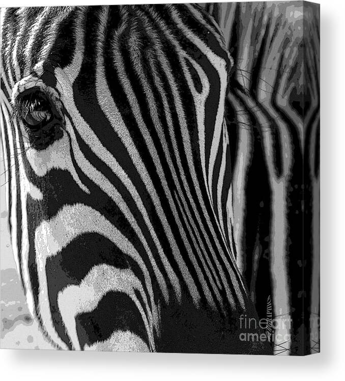 Zebra Canvas Print featuring the photograph Untilted by Robert Meanor