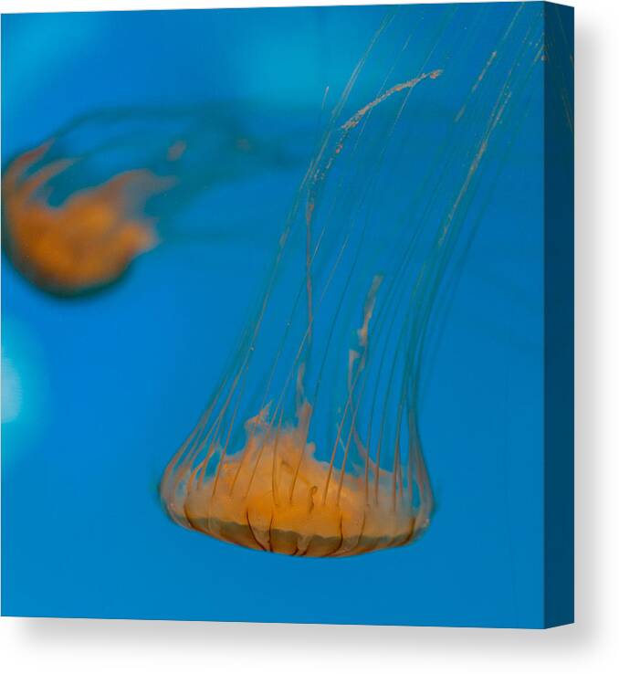 Jellyfish Canvas Print featuring the photograph Upside Down Sea Nettle by Scott Campbell