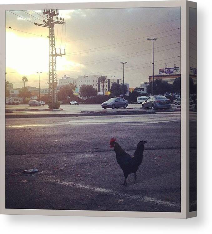  Canvas Print featuring the photograph Urban Cock-a-doodle-doo by Evgeny Ko
