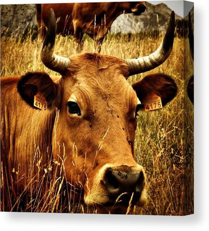 Farms Canvas Print featuring the photograph #vacas #cows #ganado #farms #animals by Neli Garcia