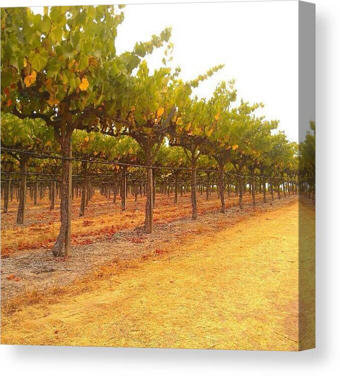 Grapevines Canvas Print featuring the photograph Vines Aligned by CML Brown