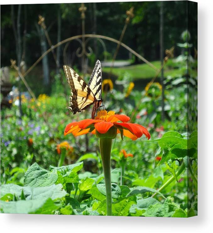 Butterfly Canvas Print featuring the photograph Visitor by Catherine Arcolio