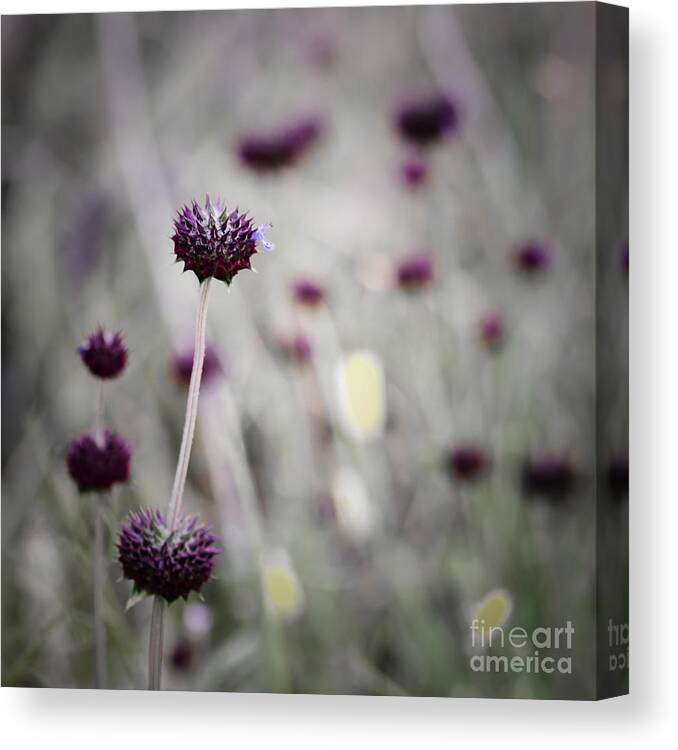 Wildflower Canvas Print featuring the photograph Visualization by Tamara Becker