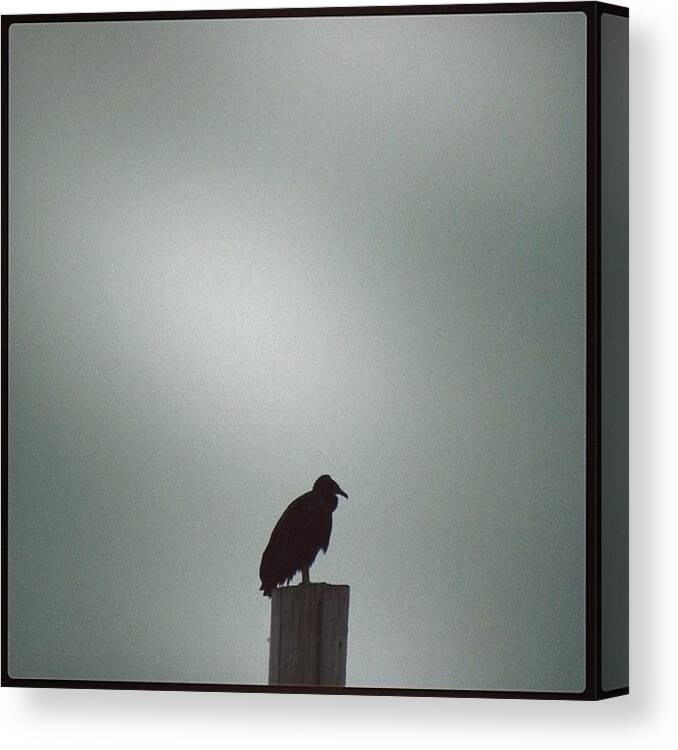 Wildlife Canvas Print featuring the photograph #vultures #vultureporn #blackvulture by Robb Needham