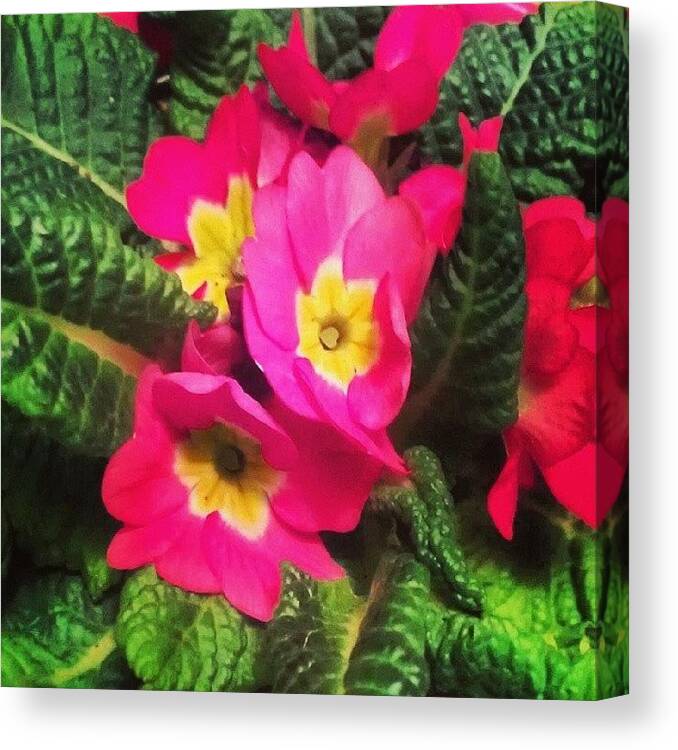  Canvas Print featuring the photograph Waiting On Spring by Sikena Khadija