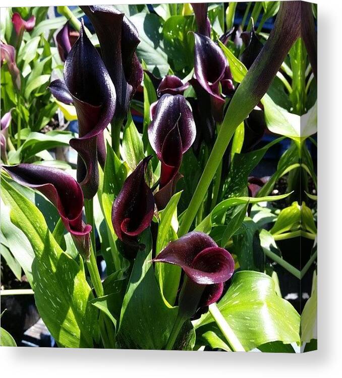 Calla Lily Canvas Print featuring the photograph Calla lillies by Christina Lord