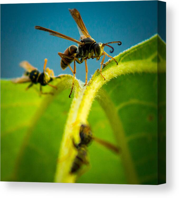 Wasp Canvas Print featuring the photograph Wasp by Chris Bordeleau