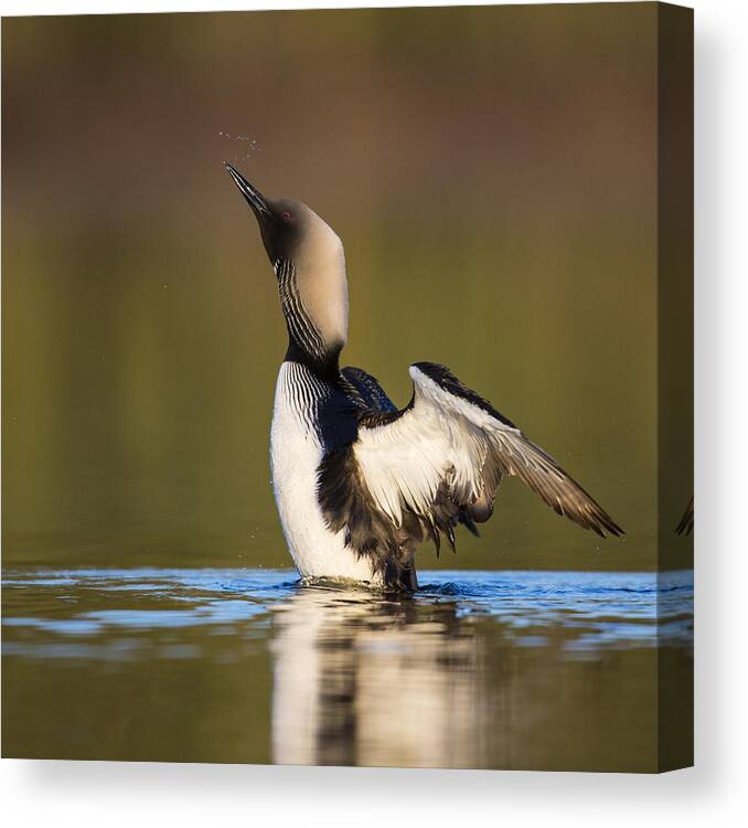 Adult Canvas Print featuring the photograph Water Droplets and a Head Shake by Tim Grams