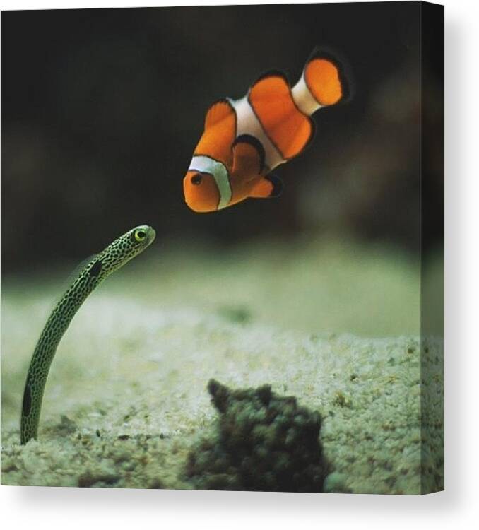 Water Canvas Print featuring the photograph We All Know Nemo by Jamaleo Hall