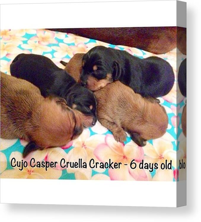 Cute Canvas Print featuring the photograph We Had A Big Day! #minidachshund by Avril O