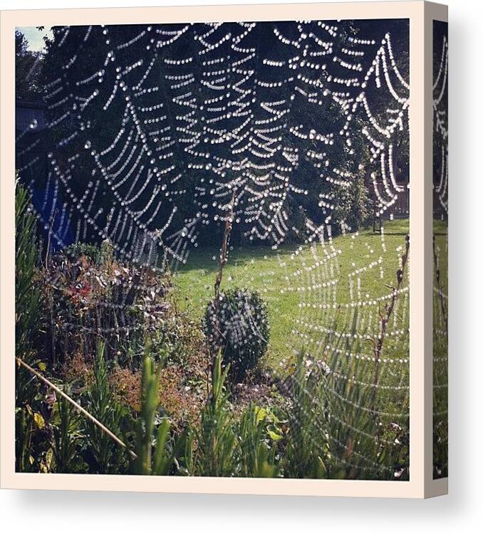 Spider Canvas Print featuring the photograph Web by Kate Makin