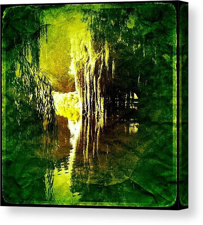  Canvas Print featuring the photograph Weeping Willows In Dr. Livingstone's by Ellen Van Slagmaat