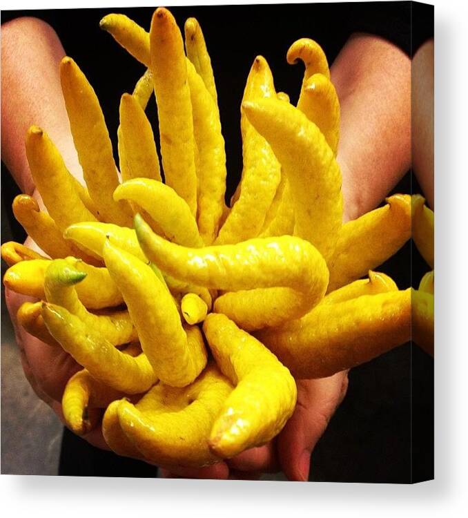 Fruit Canvas Print featuring the photograph Buddha's Hand In Hand by Shelly Rodriguez