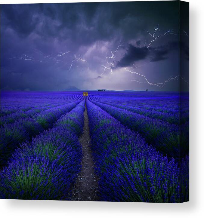Lavendel Canvas Print featuring the photograph Wetter Im Lavendelfeld by Franz Schumacher