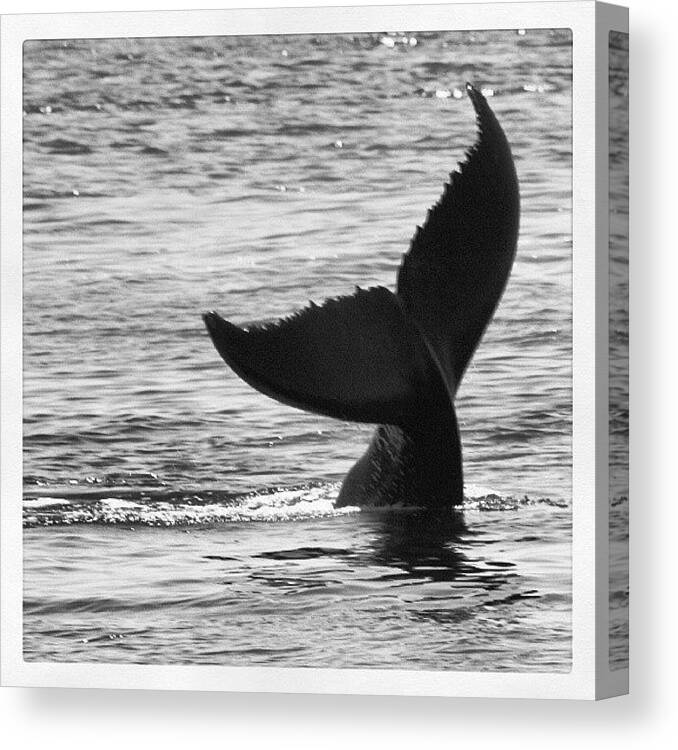 Deepsea Canvas Print featuring the photograph Whale #whale #whalewatching #maine by Shawn Baker