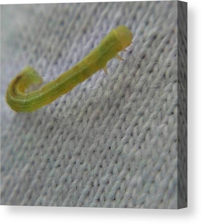  Canvas Print featuring the photograph What Do You Call A Mexican Inchworm? by Stuart Henley