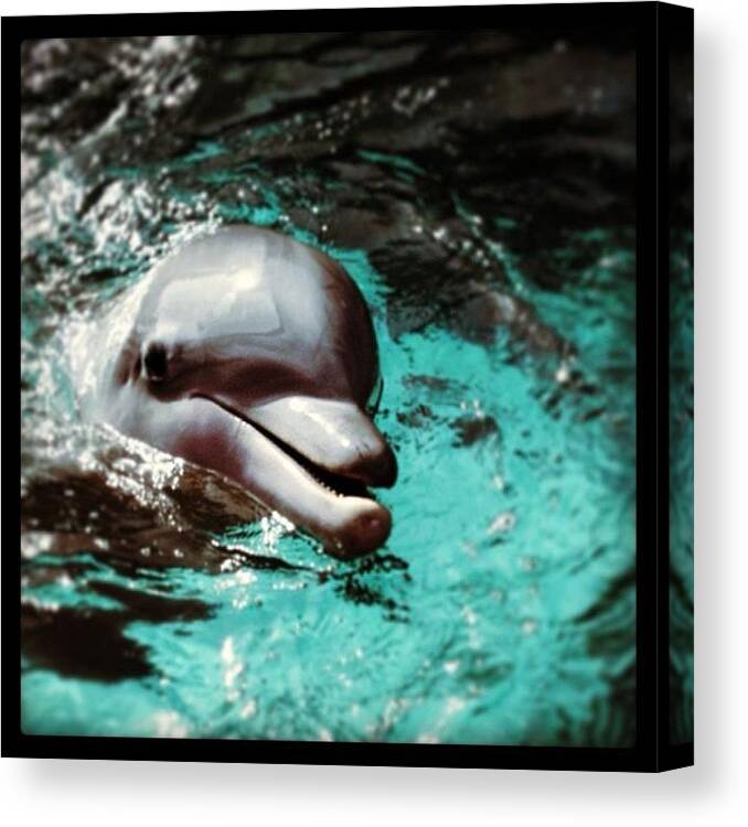 Swim Canvas Print featuring the photograph When I Die, I Want To Be #reincarnated by Melissa Mariani